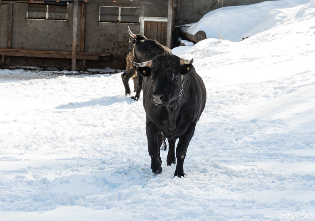 val d'herens suisse en hiver evolene