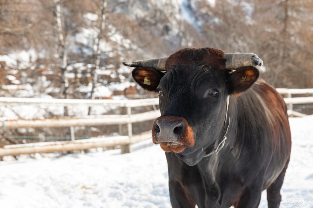 val d'herens suisse en hiver evolene