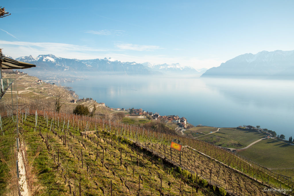 suisse en hiver vignobles de lavaux