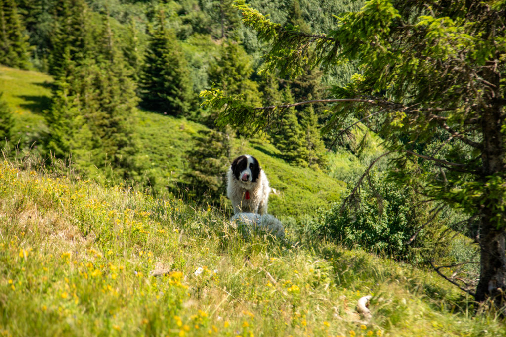 Rencontrer un chien de protection en randonnée: faut-il avoir peur des patous? Et si on randonne avec son chien? Un article ressource sur le pastoralisme.