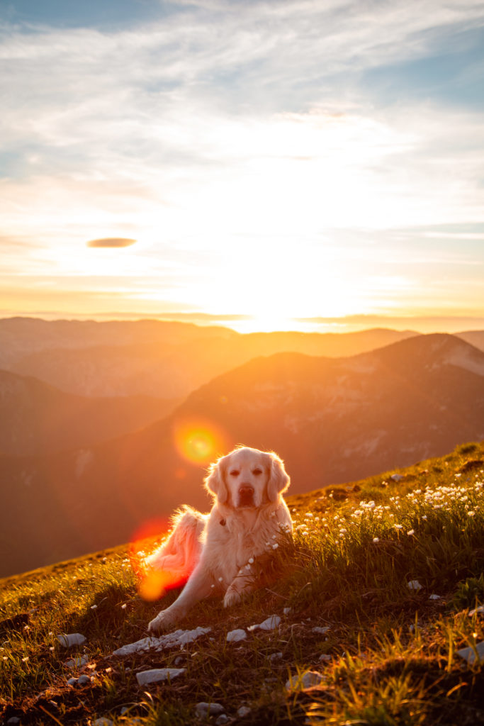 jocou avec mon chien 