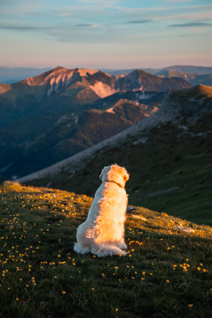 rando jocou avec mon chien 