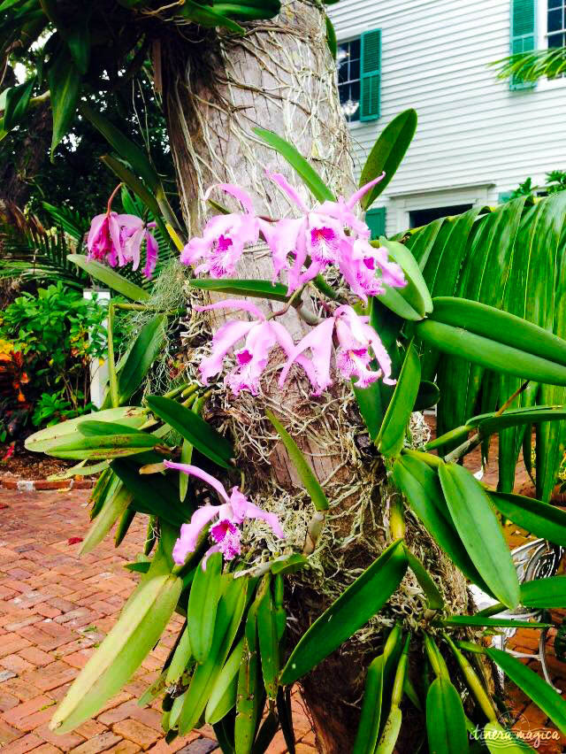 Key West, paradis tropical, jardin enchanté, est aussi le lieu de fête privilégié de la communauté LGBT. Venez bronzer sous l'arc-en-ciel !