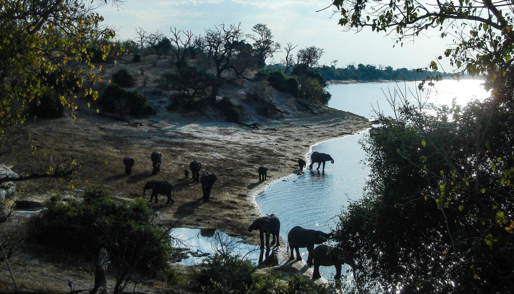 botswana okavango éléphants safari