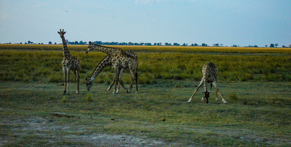 Acrobaties des girafes.