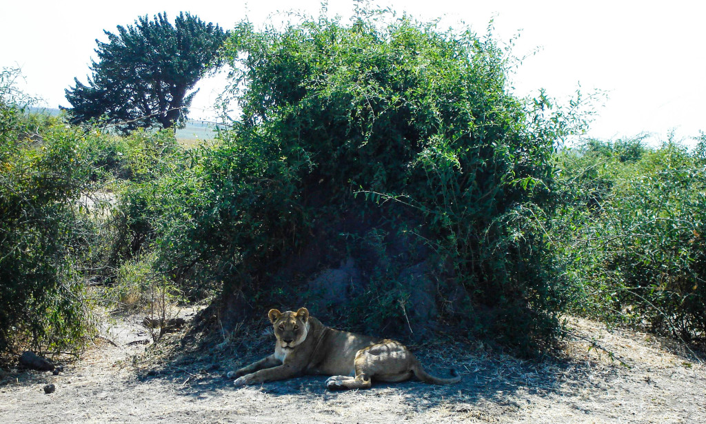 lion botswana