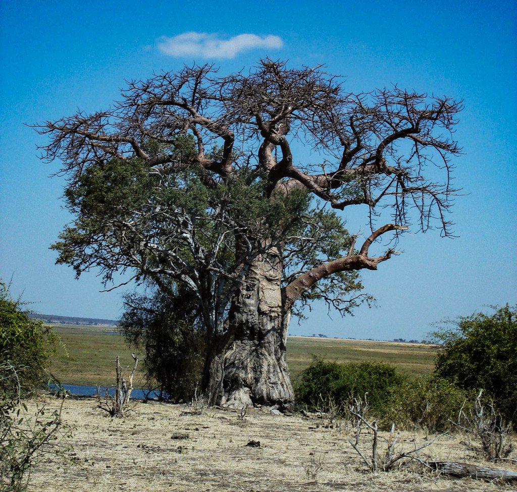 Baobab, l'arbre miraculeux des savanes, celui qui résiste aux incendies, dont les fruits sont comestibles, et dont le tronc creux sert de refuge, de source et de temple.