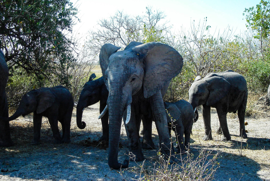 botswana okavango éléphant safari voyage afrique