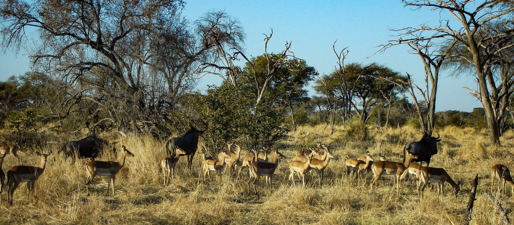 Gnous et impalas.