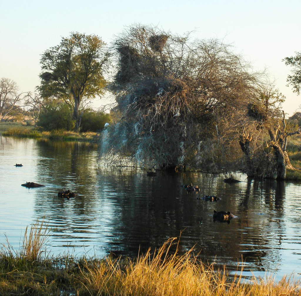 hippopotame botswana