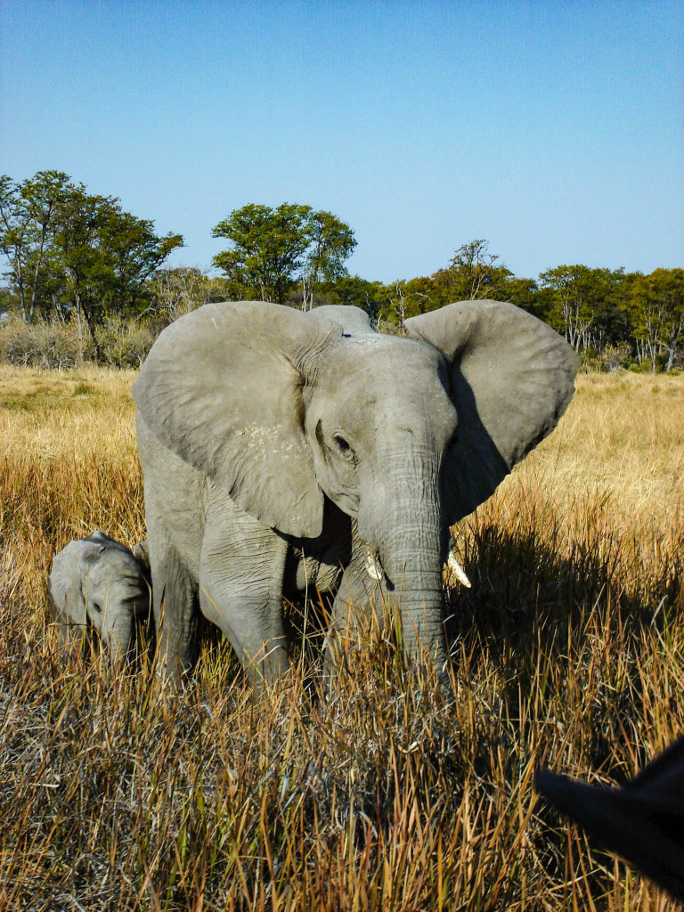 Face à face avec l'éléphant.