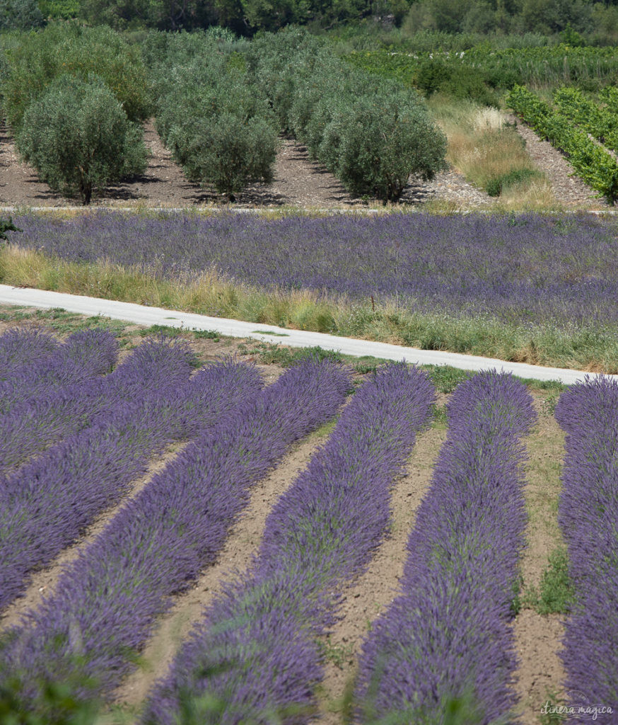 Sur la route de l'olivier en Baronnies provençales.