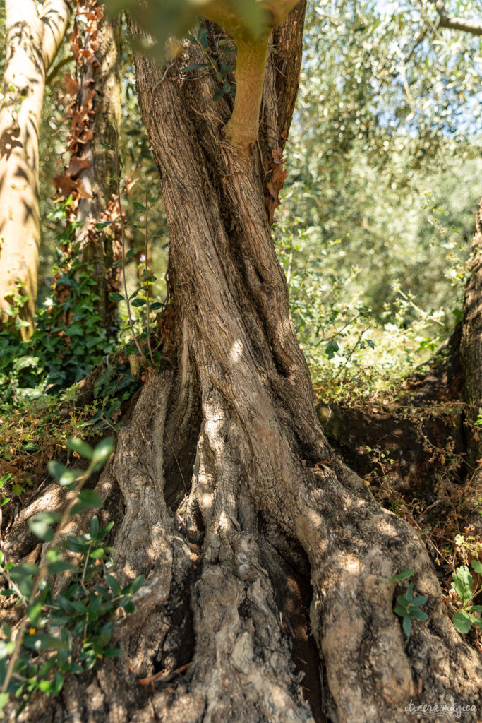 sur la route de l'olivier en baronnies provençales