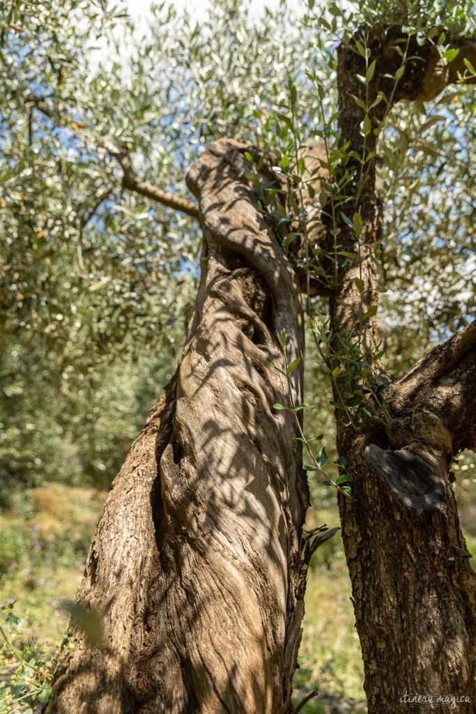 Die Ölbaum-Route in der Provence: entdecken Sie eine geheime, untouristische Provence, im Herzen des Naturparks der Baronnies provençales.