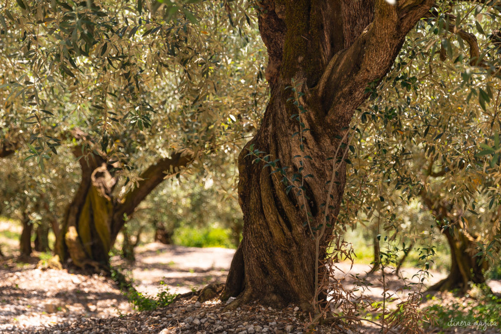 Die Ölbaum-Route in der Provence: entdecken Sie eine geheime, untouristische Provence, im Herzen des Naturparks der Baronnies provençales.