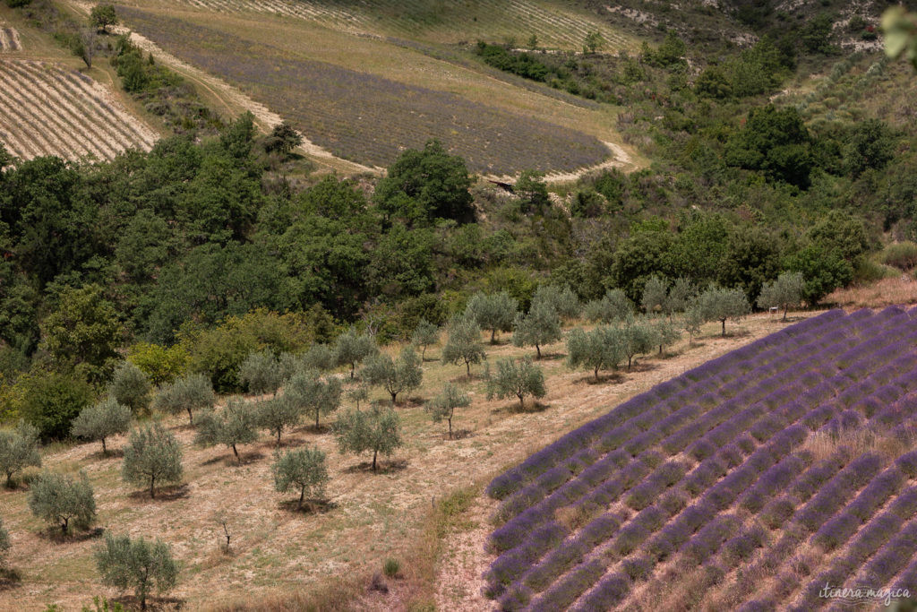 sur la route de l'olivier en baronnies provençales