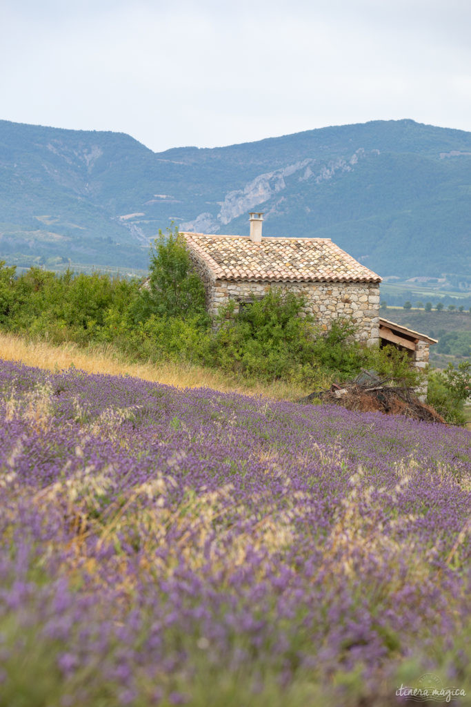 Sur la route de l'olivier en Baronnies provençales.