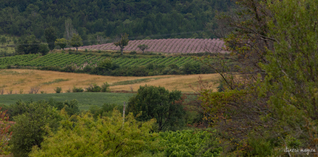 Sur la route de l'olivier en Baronnies provençales.