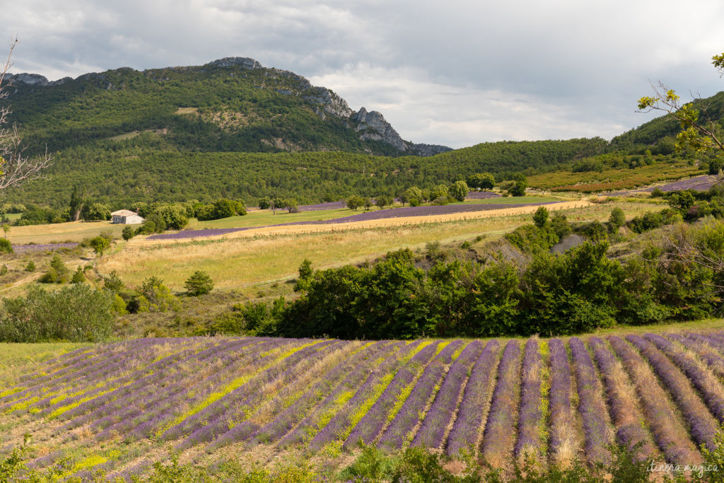 Sur la route de l'olivier en Baronnies provençales.