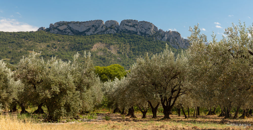 Die Ölbaum-Route in der Provence: entdecken Sie eine geheime, untouristische Provence, im Herzen des Naturparks der Baronnies provençales.