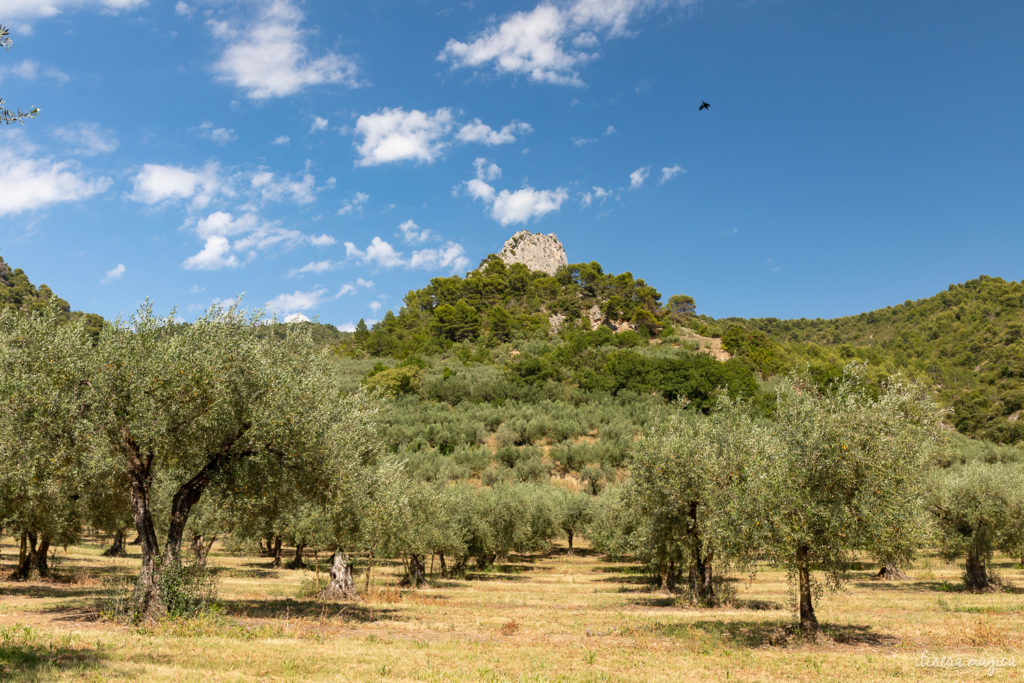 Sur la route de l'olivier en Baronnies provençales.