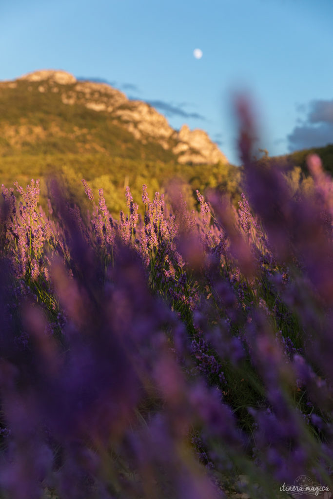 voir les lavandes en drome provencale