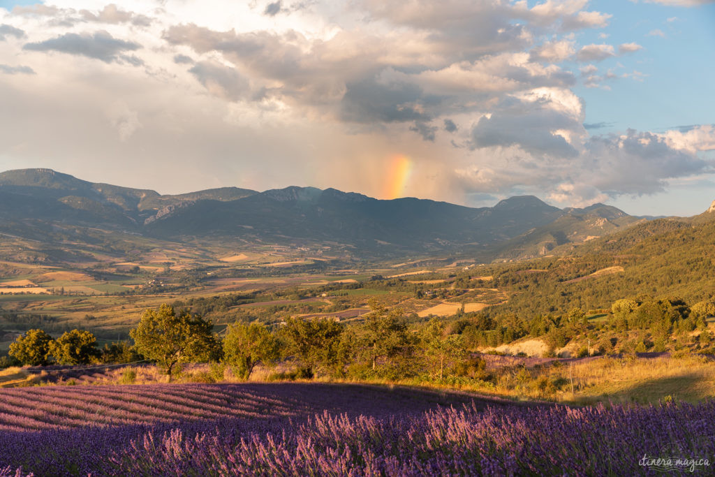 voir les lavandes en drome provencale