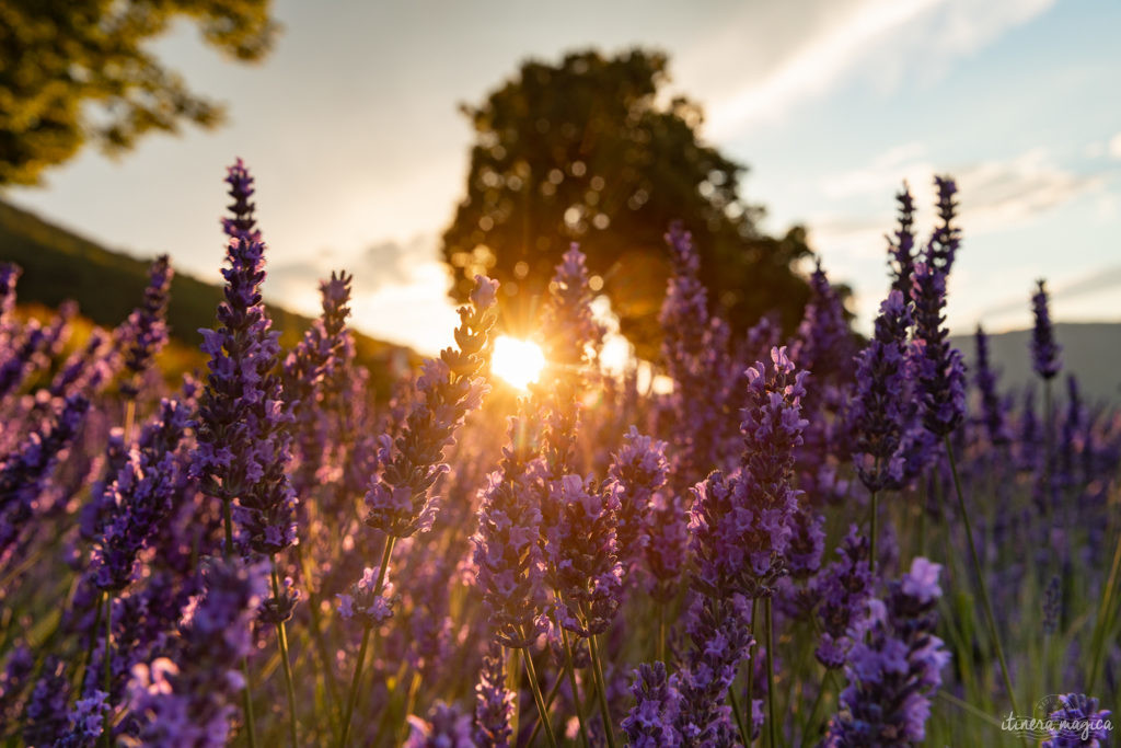 Weniger bekannte, geheime Lavendelfelder in der Provence