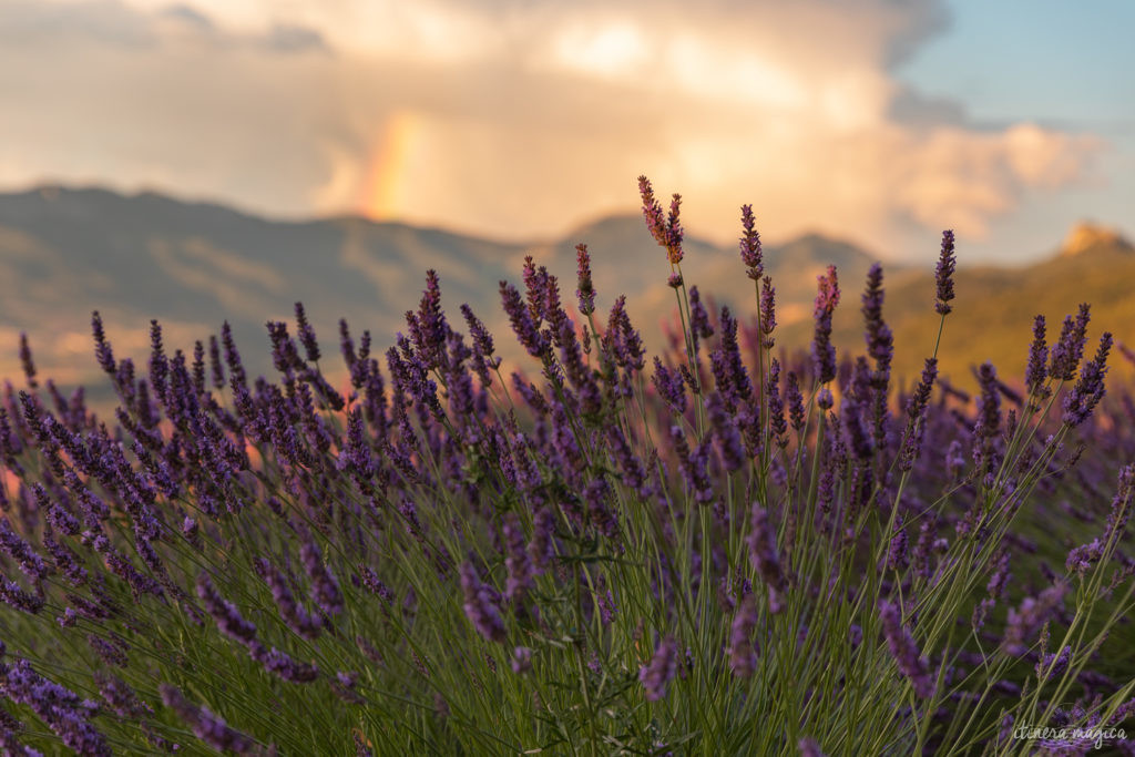 Weniger bekannte, geheime Lavendelfelder in der Provence