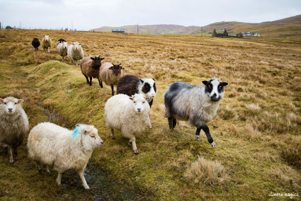 Guide des Shetlands. Blog Shetland