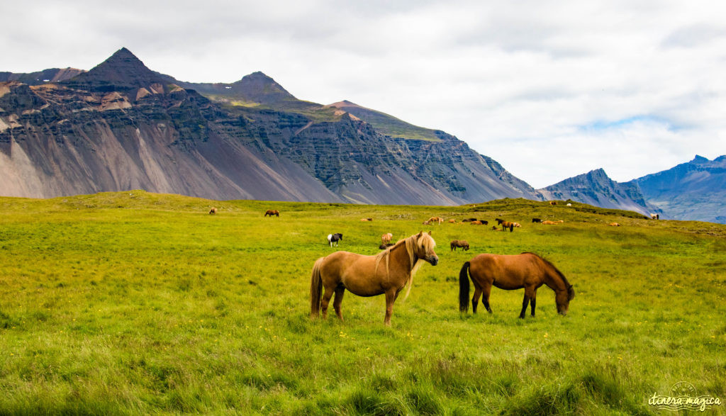 L’Islande est le pays des vikings. Partez sur les traces du peuple légendaire du nord, entre histoire et légende. Découvrez les lieux mythiques, l’exotique Viking Café, la forteresse Borgavirki, la péninsule de Snaefellsnes, et bien d’autres endroits magiques qui évoqueront l’héritage des vikings en Islande.