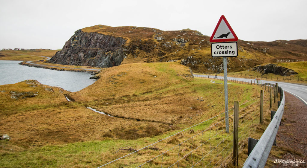 Voir les loutres à Shetland