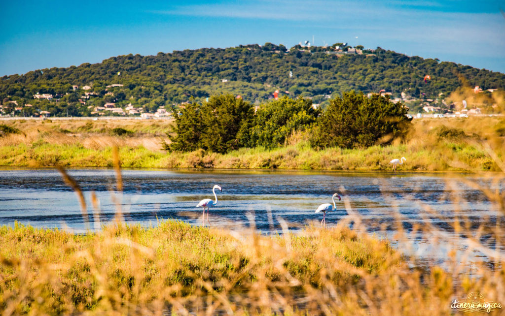 Venez découvrir la presqu'île de Giens : ses plages de rêve et ses calanques secrètes, ses marais salants, ses panoramas inoubliables, ses sports nautiques... le meilleur de la Côte d'Azur !