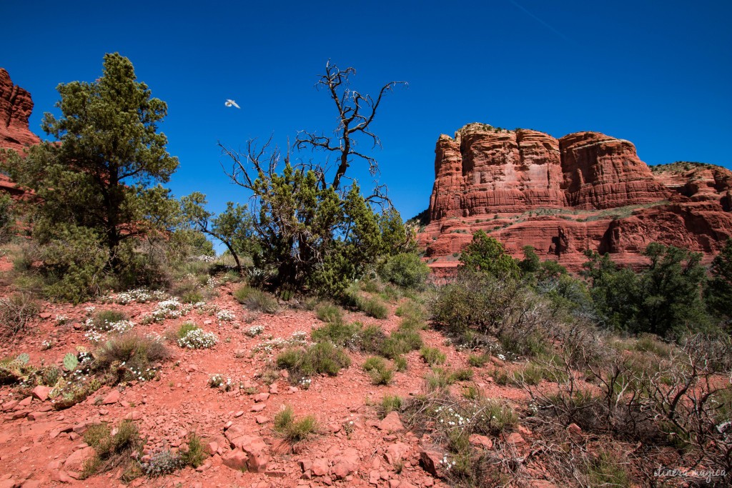 Surplombée par d’immenses rochers rouges, Sedona est un décor de western parfait. Mais au-delà de la beauté de ses paysages, Sedona cache un secret. Ici, des vortex d’énergie tourbillonnent, des ovnis clignotent dans le ciel, et on guette les extraterrestres. Découvrez les secrets de l’Arizona sur Itinera Magica. 