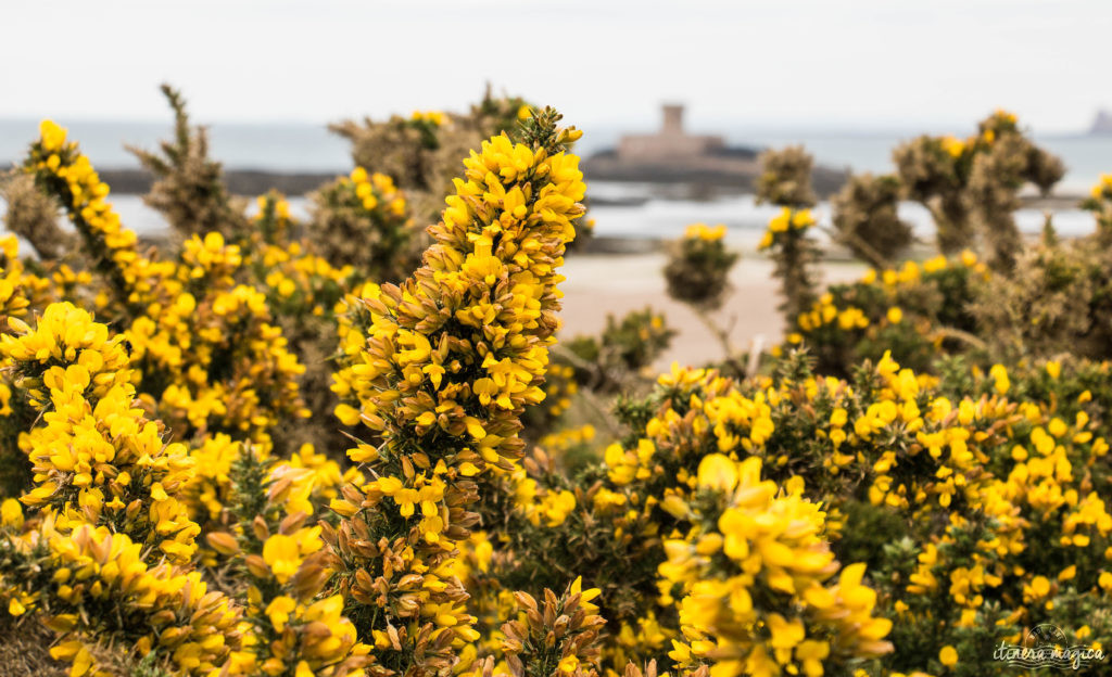 Tout recommencer à Jersey ? Virée insulaire sur les traces de Victor Hugo, dans la ravissante île anglo-normande fleurie.