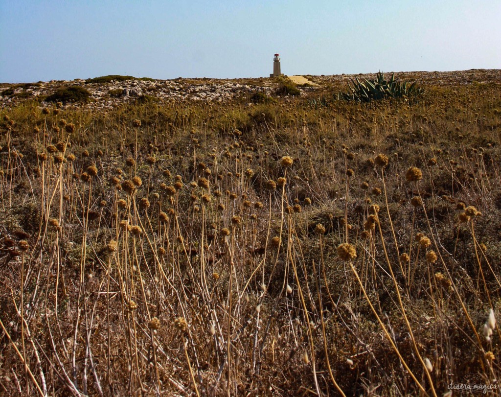 Walking among the flowers to the edge of the cliff. 