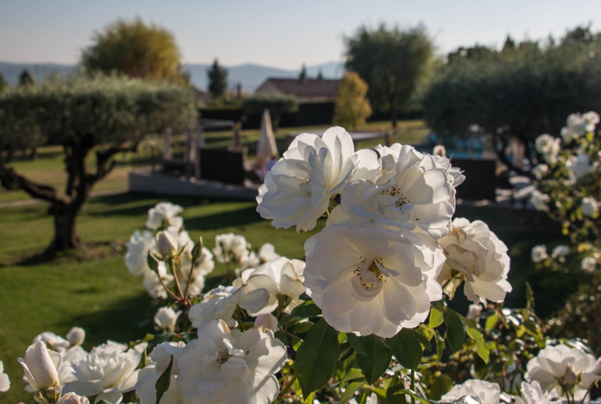 Week-end romantique à Forcalquier, Lurs, Mane, en Haute-Provence. Que voir dans le pays de Forcalquier ? 