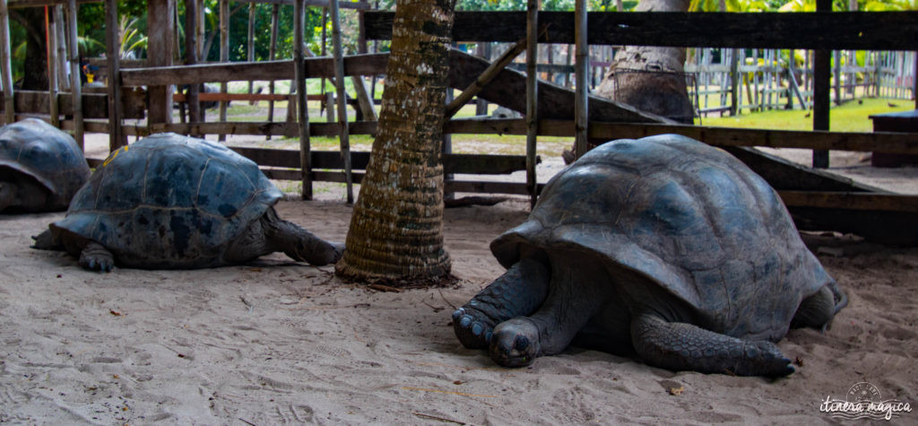 Vous rêvez d'un voyage aux Seychelles ? Je vous livre les clefs du paradis. Itinéraires, excursions, hôtels, astuces, bons plans sur Itinera Magica.