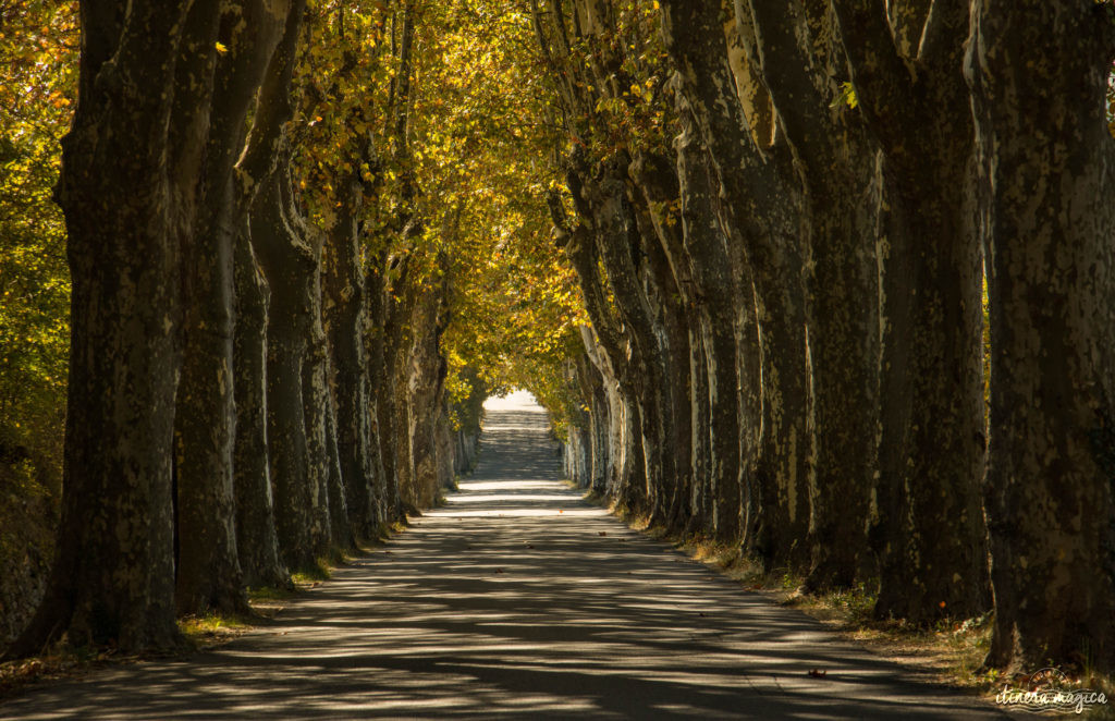 platanes en provence. Week-end romantique à Forcalquier, Lurs, Mane, en Haute-Provence. Que voir dans le pays de Forcalquier ? 