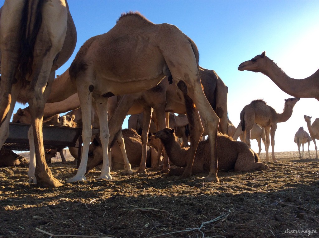 Chameaux accomplissant leur fonction ancestrale, portant des voyageurs parmi les dunes. 