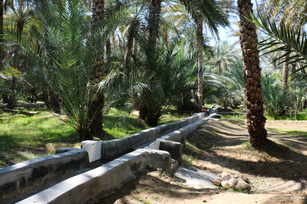 Palmeraie d'Al Ain.