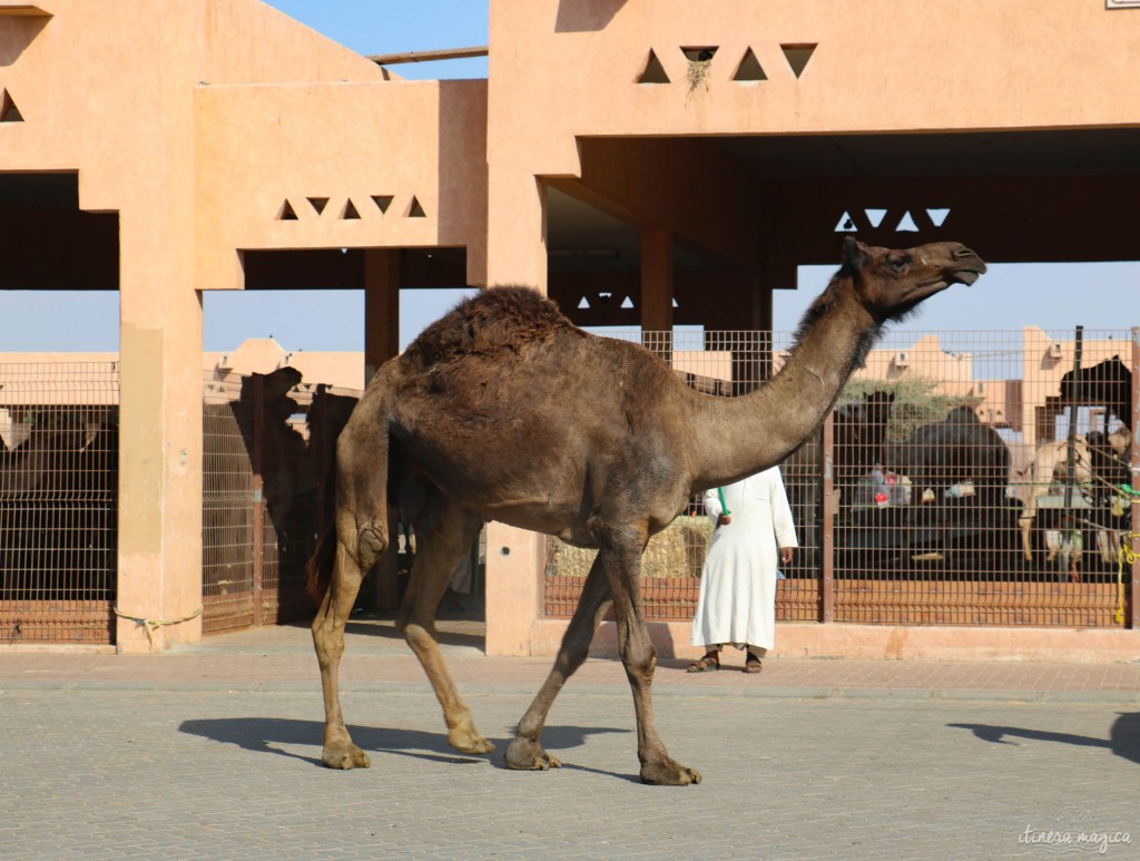 Marché aux chameaux d'Al Ain.