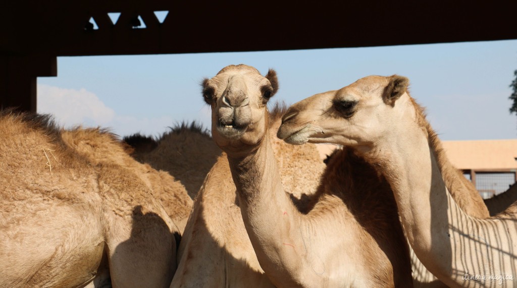 Dromadaires au marché d'Al Ain.