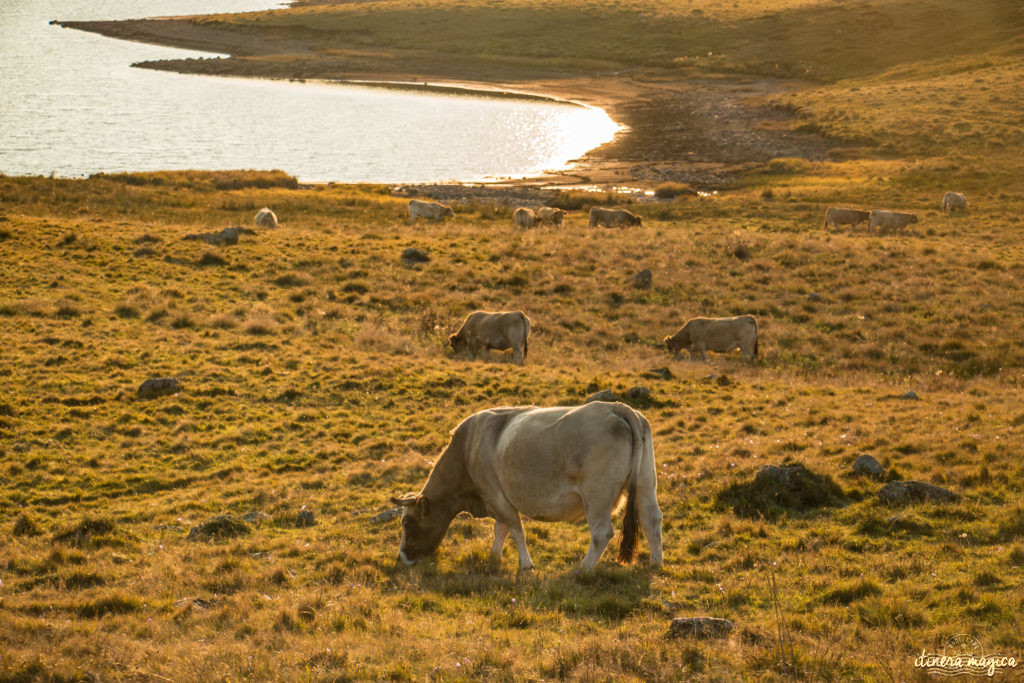 Que voir et que faire sur l'Aubrac ? Activités et choses à voir à Laguiole et Brameloup, brame du cerf, burons, fromages. Blog Aubrac, nord Aveyron