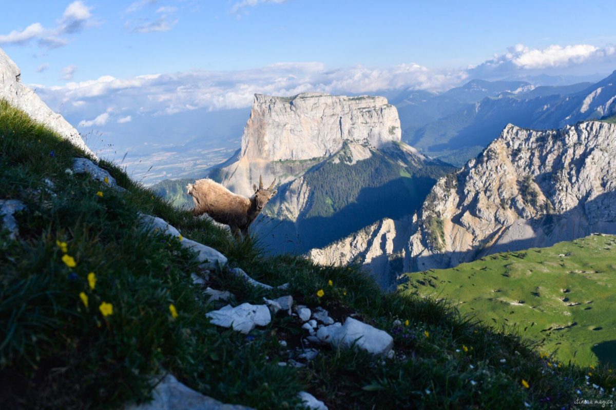 Randonnées dans le Vercors en été et autres incontournables du Vercors