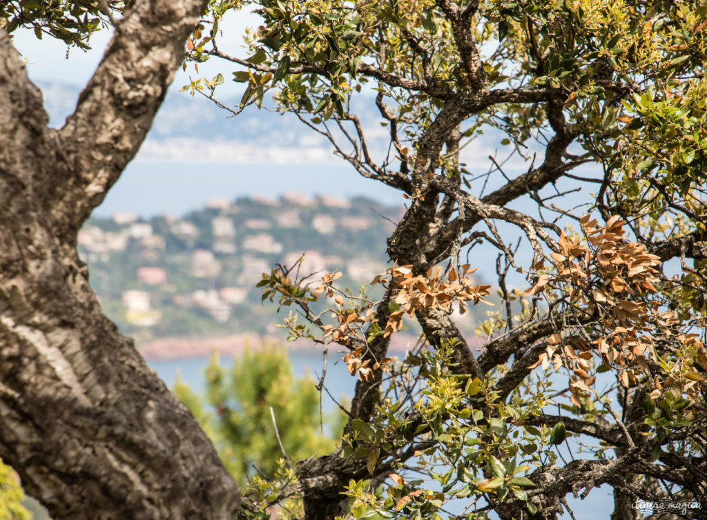 Les plus beaux points de vue de l'Estérel : panoramas et randonnées, découvrez Saint Raphaël en beauté.