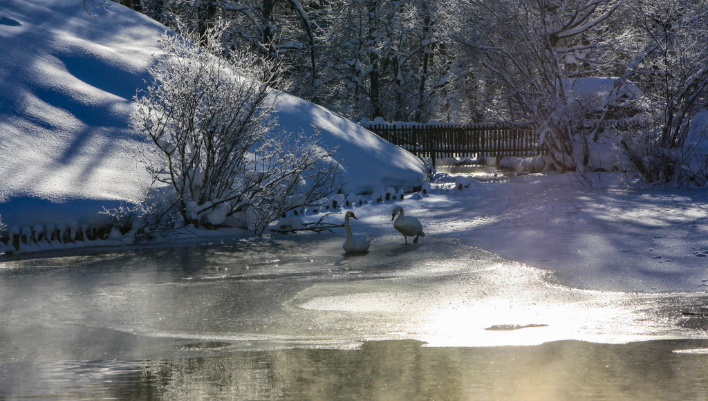 bavière hiver cygnes linderhof louis II