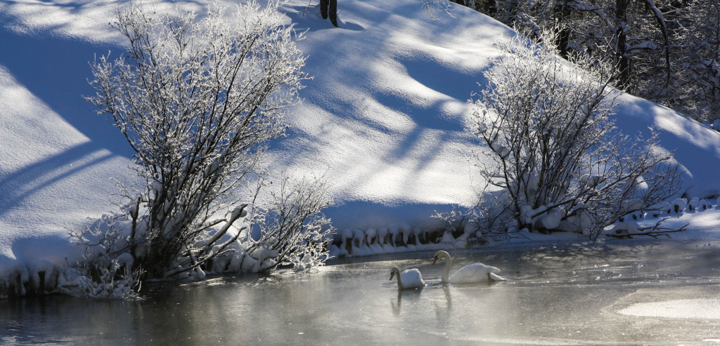 "De leur col blanc courbant les lignes,/ On voit dans les contes du Nord,/ Sur le vieux Rhin, des femmes-cygnes/ Nager en chantant près du bord,/ Ou, suspendant à quelque branche/ Le plumage qui les revêt,/ Faire luire leur peau plus blanche/ Que la neige de leur duvet." Théophile Gautier, Symphonie en blanc majeur