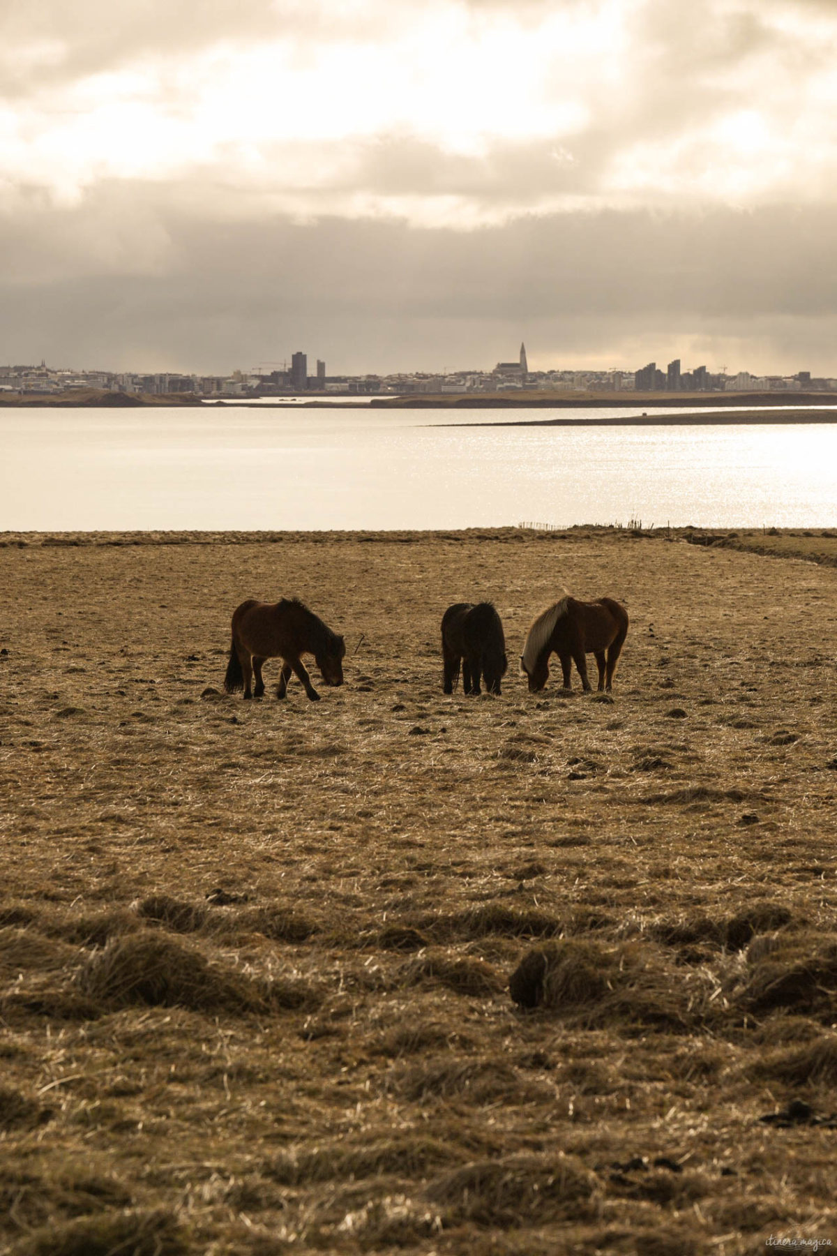 chevaux islandais en hiver snaefellsnes