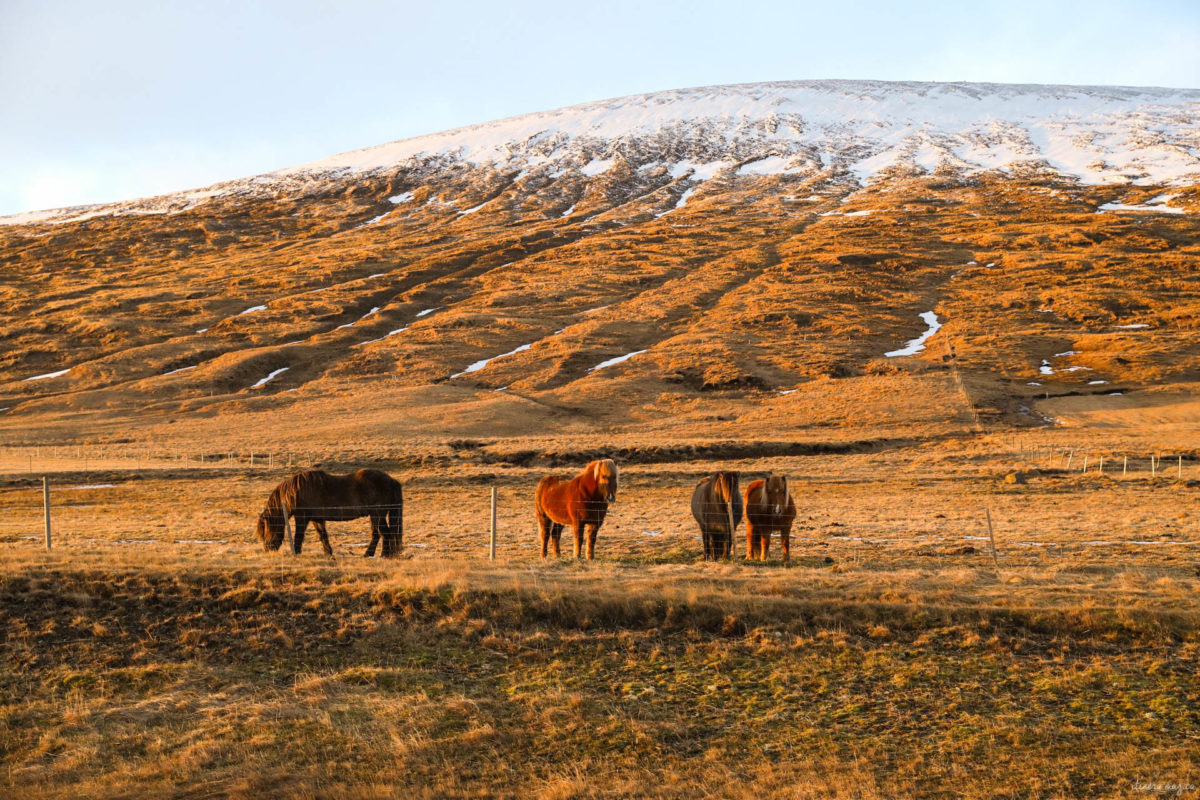 chevaux islandais en hiver snaefellsnes